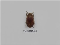 藏品(吹粉金龜屬)的圖片